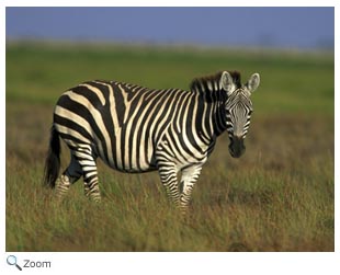 Perissodactyla - horses, rhinoceroses, tapirs | Wildlife Journal Junior