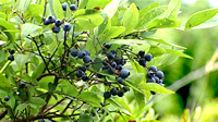 Blueberry Picking