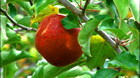 Apple Picking