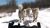 Dogsledding in the Northern Wilderness