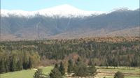 Mt. Washington's Greenroof