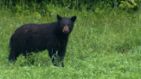 Wildlife Videographer Alfred Balch