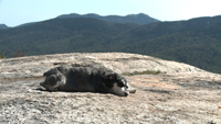 Hiking With Atticus the Dog