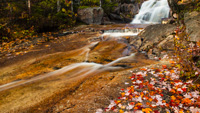 Photographing Foliage at Zealand Falls